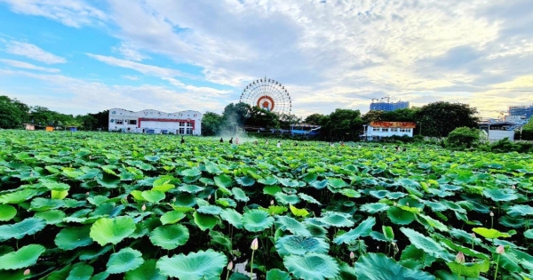 Hà Nội: Tìm người thuê 35.000m2 đất trồng sen tại Tây Hồ, giá 8.800 đồng/m2