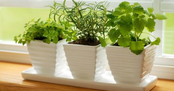 12 loại rau củ dễ trồng ngay trong nhà, vừa đẹp vừa tiện cho người nội trợ