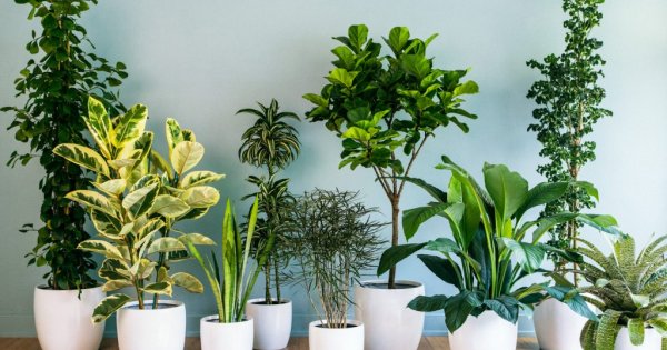 Tại sao ai cũng nên trồng ít nhất một cây cảnh trong nhà?