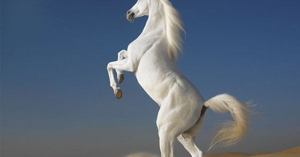 Biểu tượng ngựa trắng có ý nghĩa thế nào trong phong thủy nhà ở?