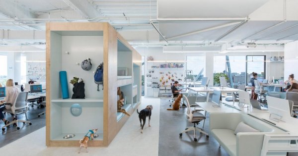 Văn phòng độc đáo ở Mỹ có không gian vui chơi dành cho chó