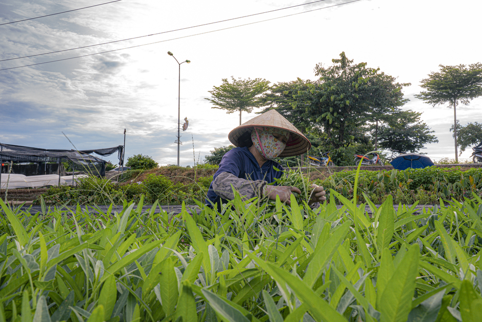 Toàn cảnh khu vực được quy hoạch làm công viên rộng gấp 4 lần vườn thú Thủ Lệ, nằm ngay trung tâm hành chính một quận của Hà Nội